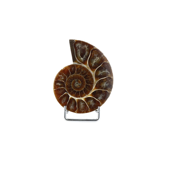 Ammonite Fossile La Taillerie