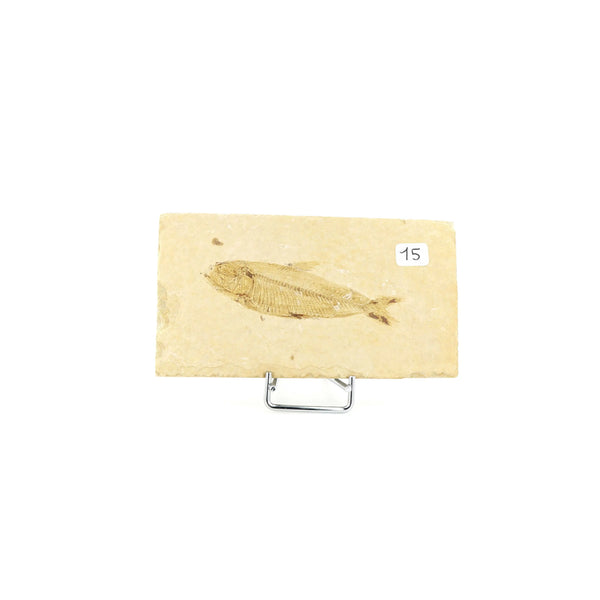 Poisson fossile Knightia Eocaena USA 15 La Taillerie