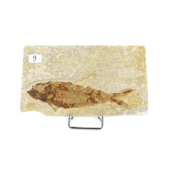 Poisson fossile Knightia Eocaena USA 8 La Taillerie
