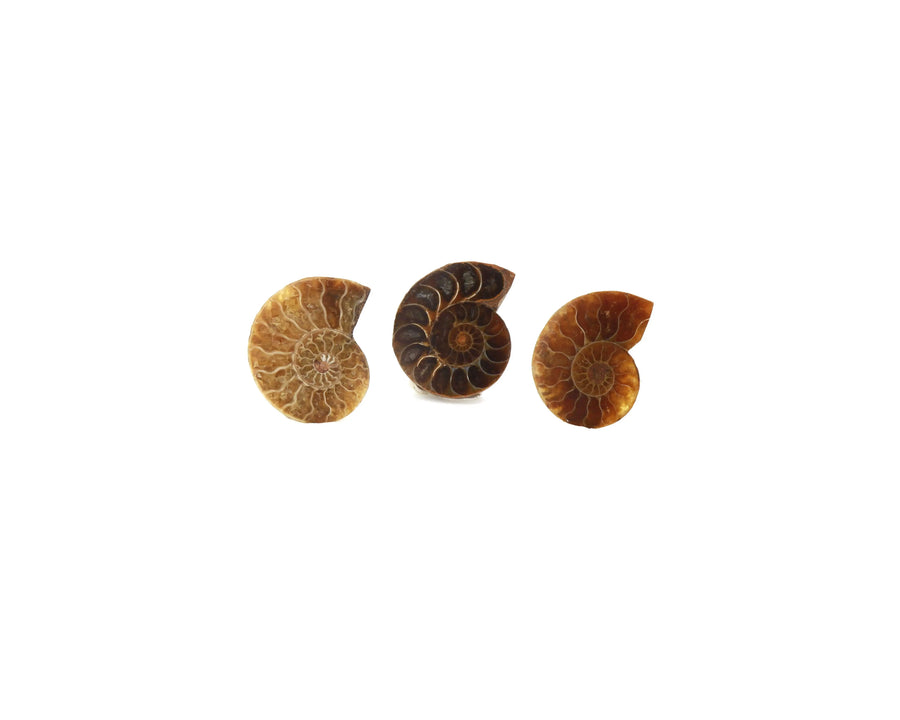 Ammonite-fossile La Taillerie
