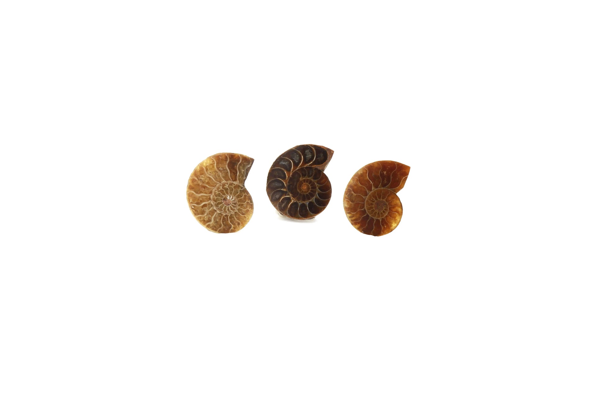 Ammonite-fossile La Taillerie