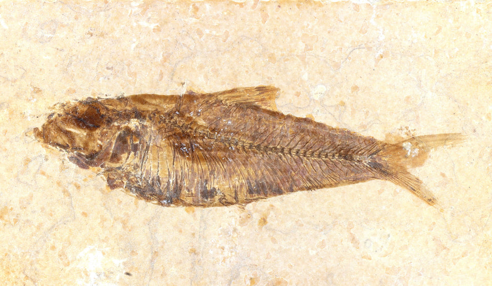 Poisson-Fossile La Taillerie