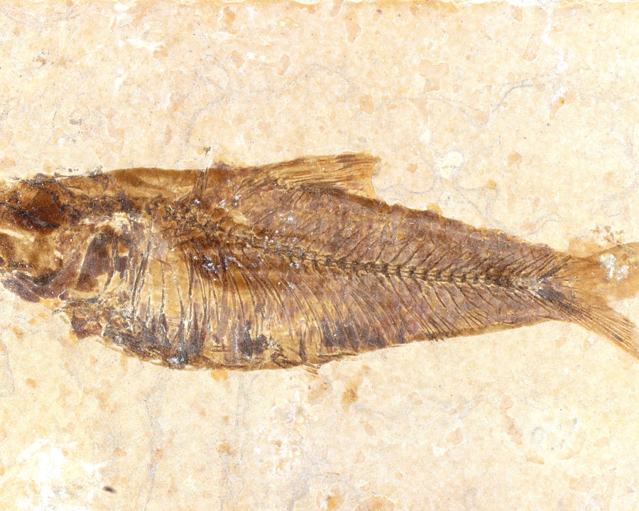 Poisson-Fossile La Taillerie