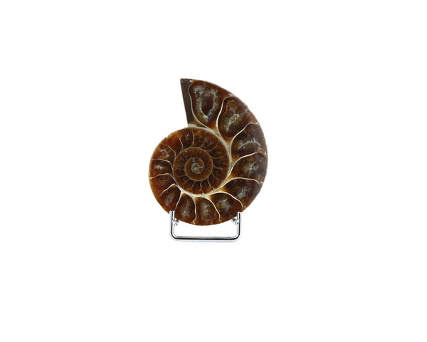 Ammonite Fossile La Taillerie
