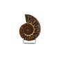 Ammonite Fossile La Taillerie