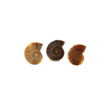 Ammonite Fossile La Taillerie