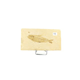 Poisson fossile Knightia Eocaena USA 15 La Taillerie