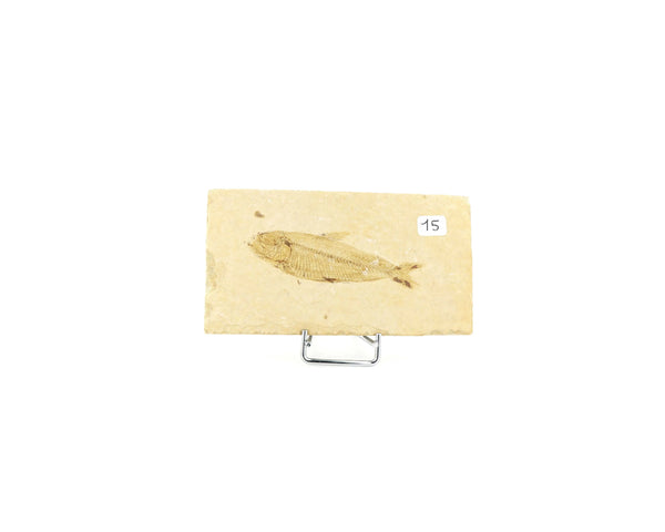 Poisson fossile Knightia Eocaena USA 15 La Taillerie