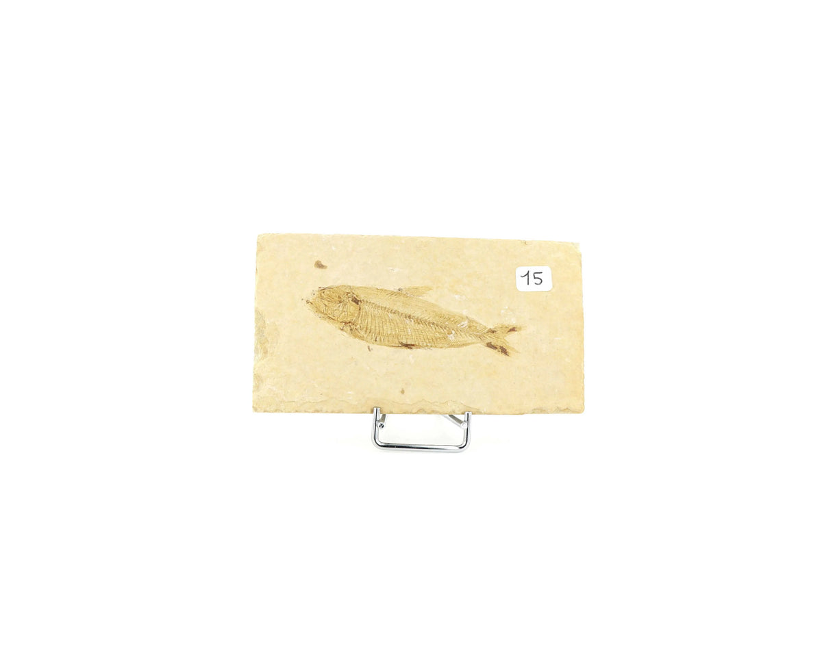 Poisson fossile Knightia Eocaena USA 15 La Taillerie