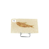 Poisson fossile Knightia Eocaena USA 14 La Taillerie