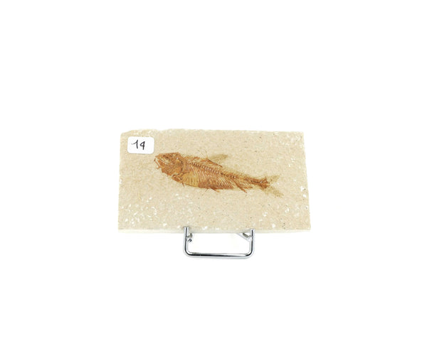Poisson fossile Knightia Eocaena USA 14 La Taillerie