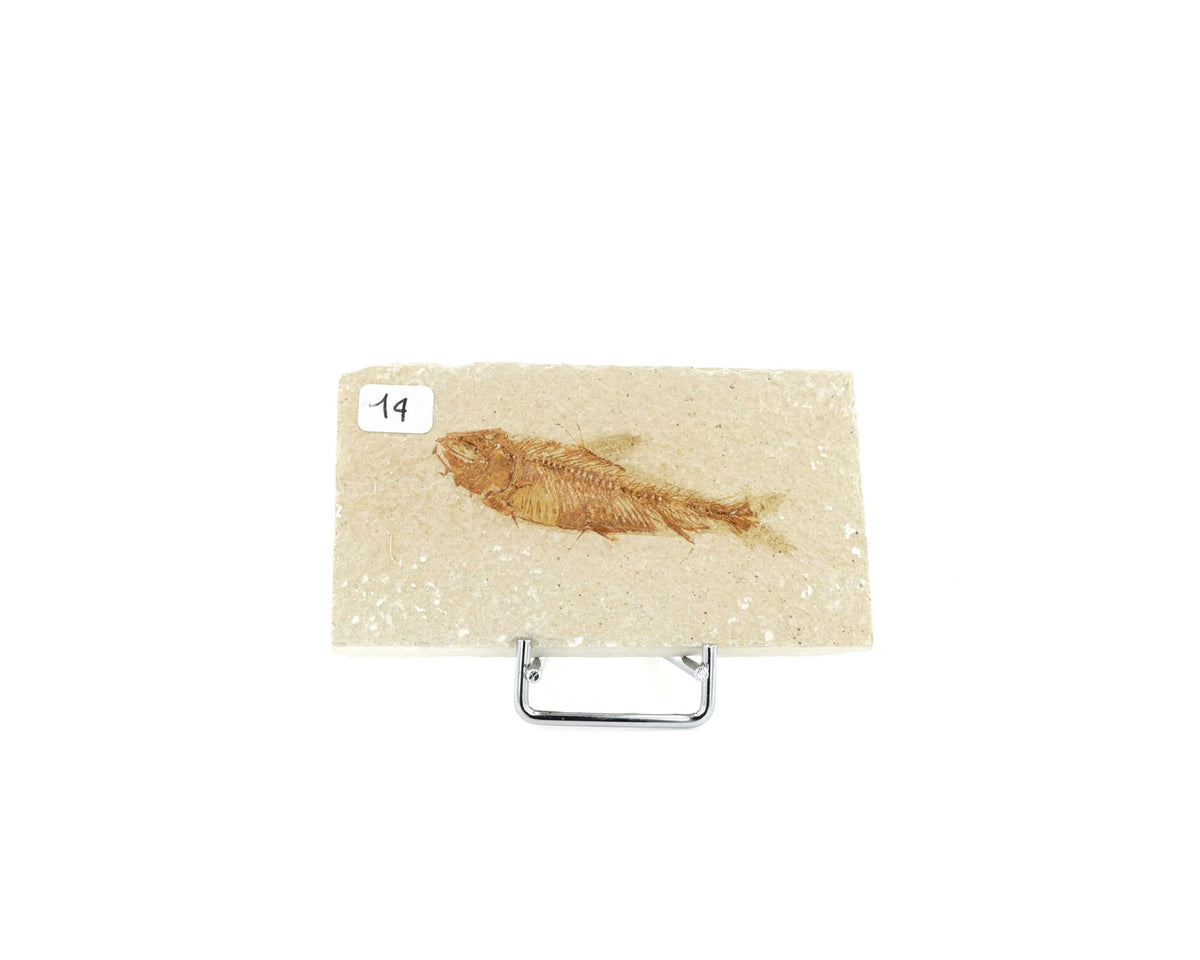 Poisson fossile Knightia Eocaena USA 14 La Taillerie