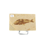 Poisson fossile Knightia Eocaena USA 13 La Taillerie