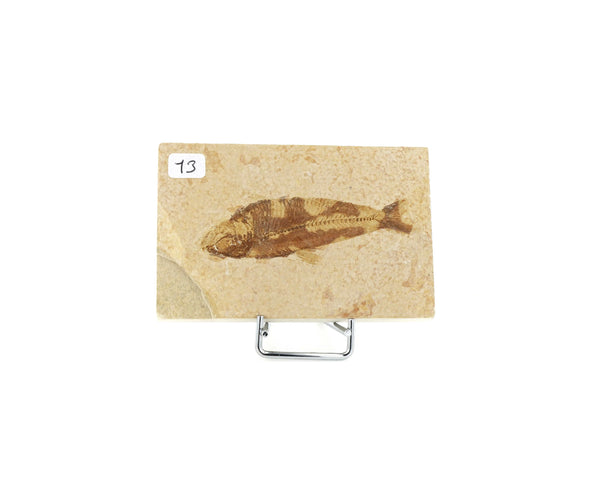 Poisson fossile Knightia Eocaena USA 13 La Taillerie