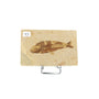 Poisson fossile Knightia Eocaena USA 13 La Taillerie