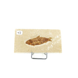Poisson fossile Knightia Eocaena USA 12 La Taillerie