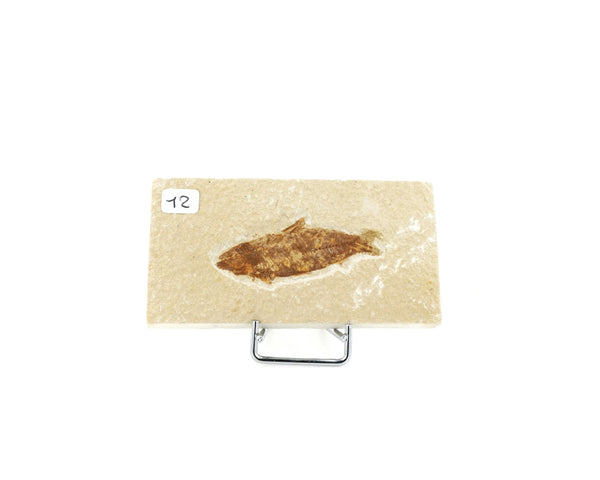 Poisson fossile Knightia Eocaena USA 12 La Taillerie