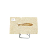 Poisson fossile Knightia Eocaena USA 11 La Taillerie