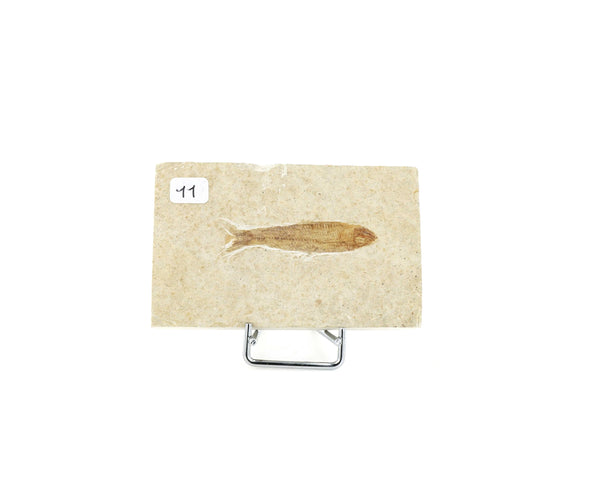 Poisson fossile Knightia Eocaena USA 11 La Taillerie