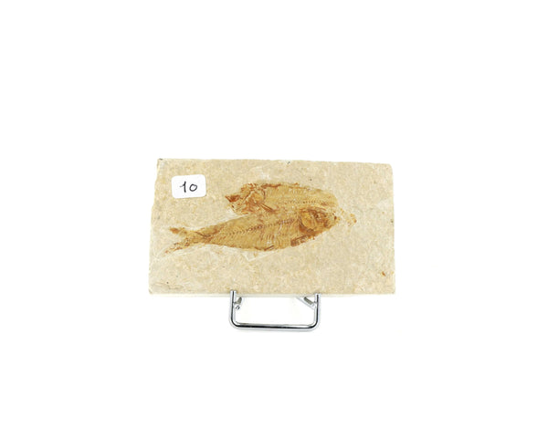 Poisson fossile Knightia Eocaena USA 10 La Taillerie