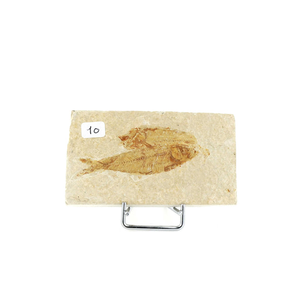 Poisson fossile Knightia Eocaena USA 10 La Taillerie