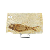 Poisson fossile Knightia Eocaena USA 8 La Taillerie