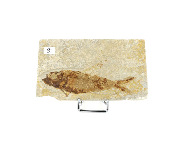 Poisson fossile Knightia Eocaena USA 8 La Taillerie
