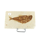 Poisson fossile Knightia Eocaena USA 6 La Taillerie