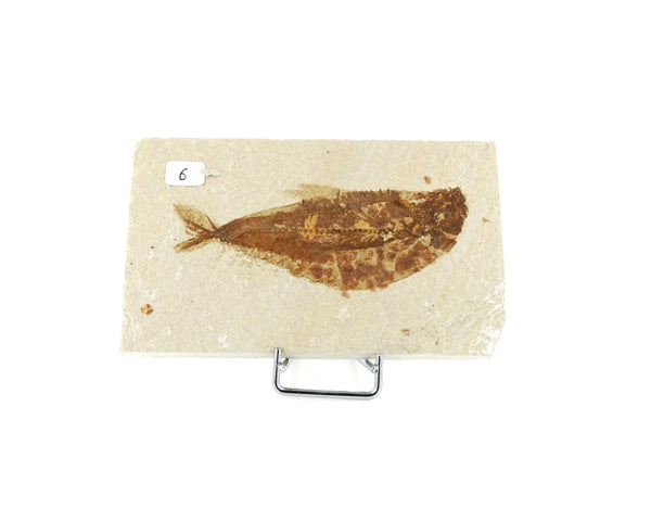 Poisson fossile Knightia Eocaena USA 6 La Taillerie