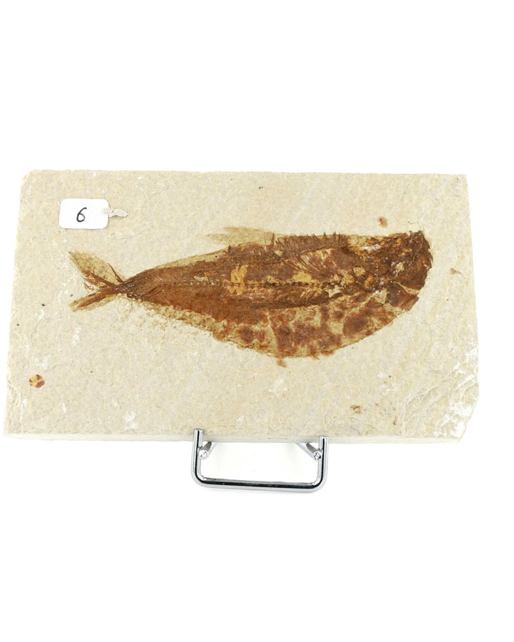 Poisson fossile Knightia Eocaena USA 6 La Taillerie