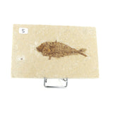 Poisson fossile Knightia Eocaena USA 5 La Taillerie