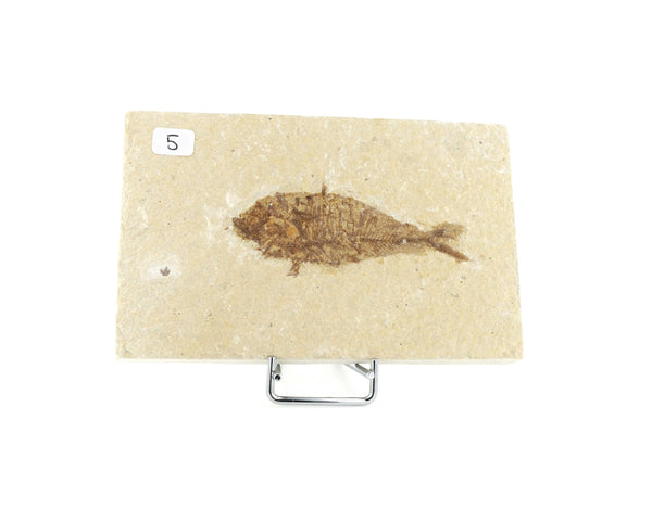Poisson fossile Knightia Eocaena USA 5 La Taillerie