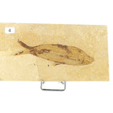 Poisson fossile Knightia Eocaena USA 4 La Taillerie