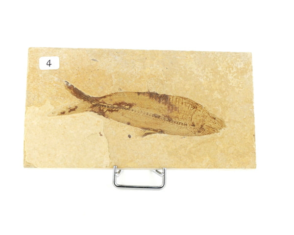 Poisson fossile Knightia Eocaena USA 4 La Taillerie