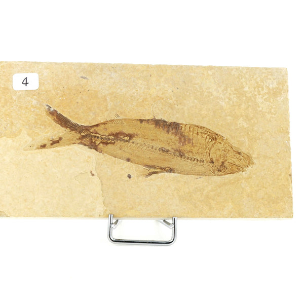 Poisson fossile Knightia Eocaena USA 4 La Taillerie