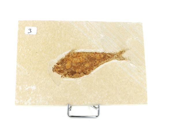 Poisson fossile Knightia Eocaena USA 3 La Taillerie