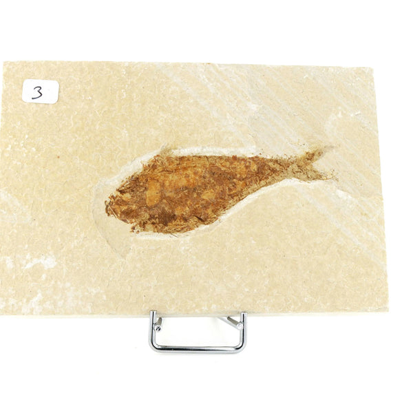 Poisson fossile Knightia Eocaena USA 3 La Taillerie