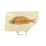 Poisson fossile Knightia Eocaena USA 2 La Taillerie