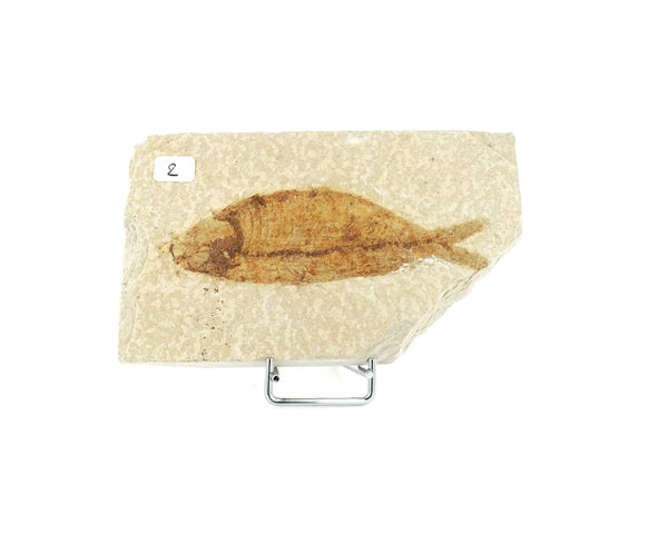 Poisson fossile Knightia Eocaena USA 2 La Taillerie