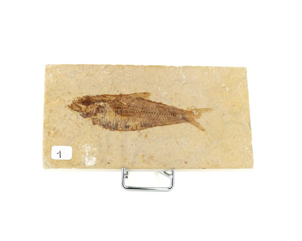 Poisson fossile Knightia Eocaena USA 1 La Taillerie