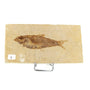 Poisson fossile Knightia Eocaena USA 1 La Taillerie