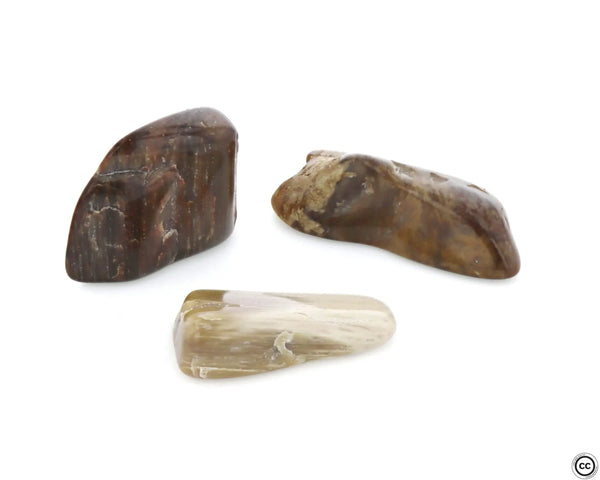 Bois Fossilisé Pierre Roulée Ma boutique