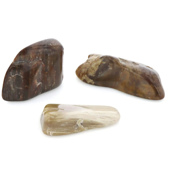 Bois Fossilisé Pierre Roulée Ma boutique