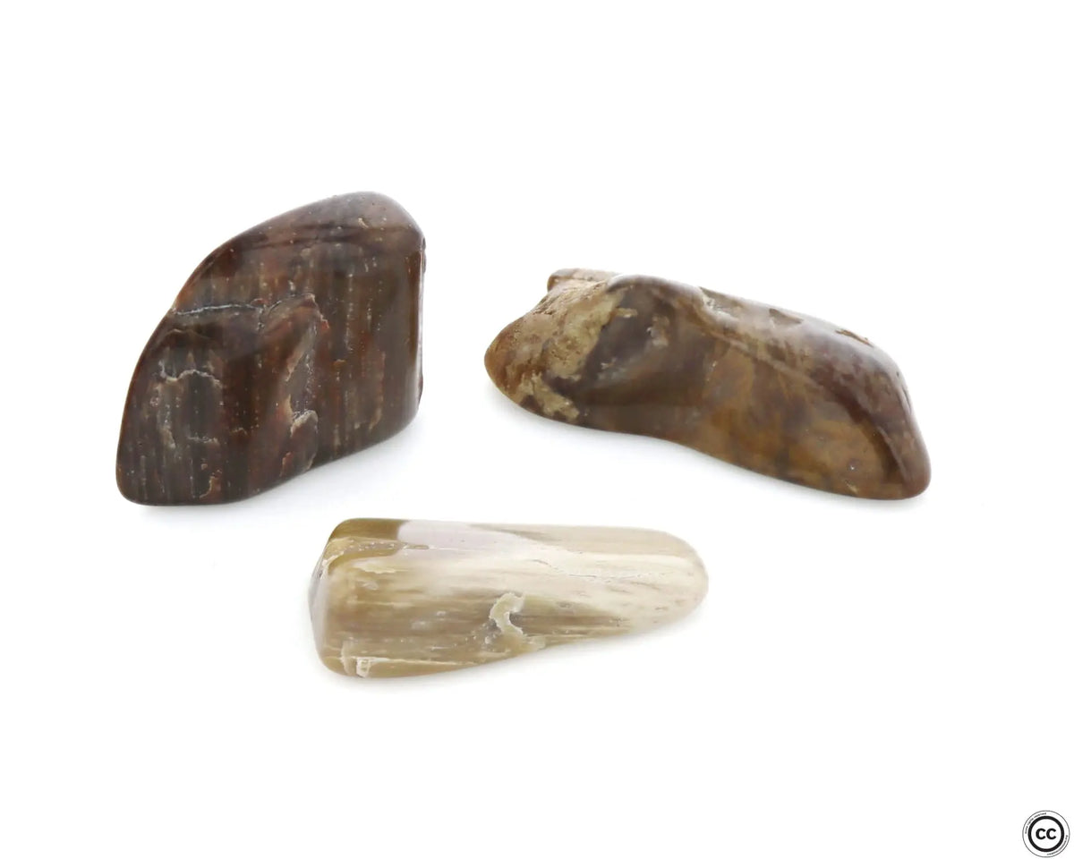 Bois Fossilisé Pierre Roulée Ma boutique