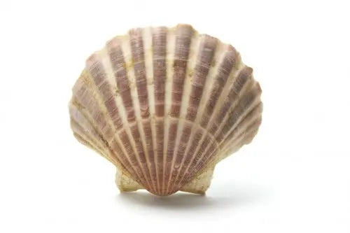 Coquille saint jacques Ma boutique