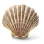 Coquille saint jacques Ma boutique